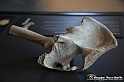 VBS_3058 - Protesi articolare - Mostra Body Worlds